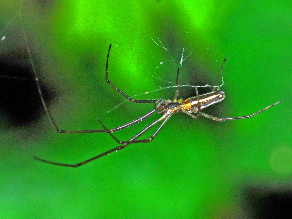 Tetragnathidae ID